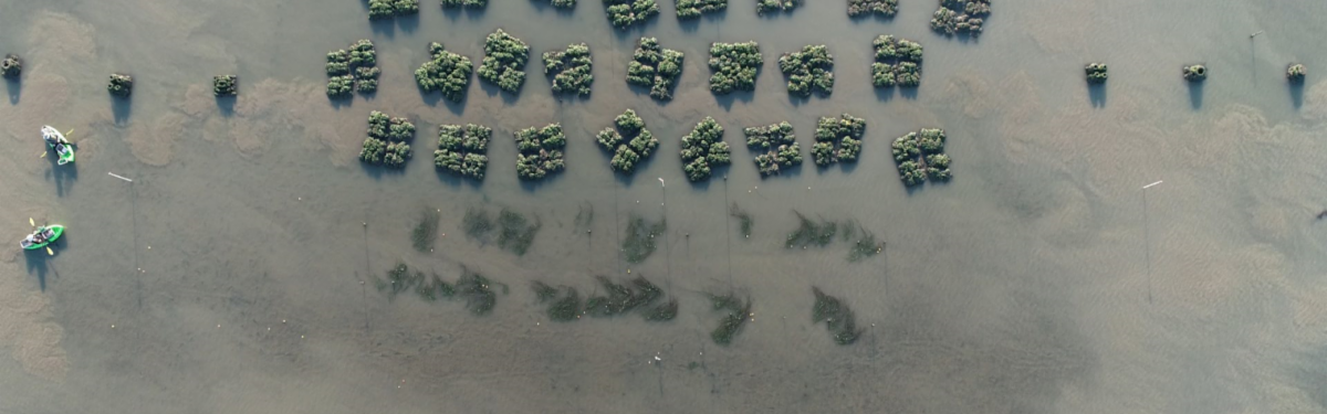 man-made oyster reef and two researchers in kayaks viewd by drone from above