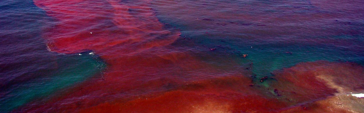 a red tide in San Diego California seen from above