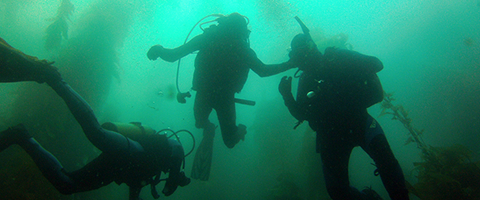 three SCUBA divers in a kelp forest