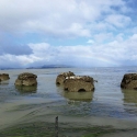 Oyster reef structures during an extreme low tide 