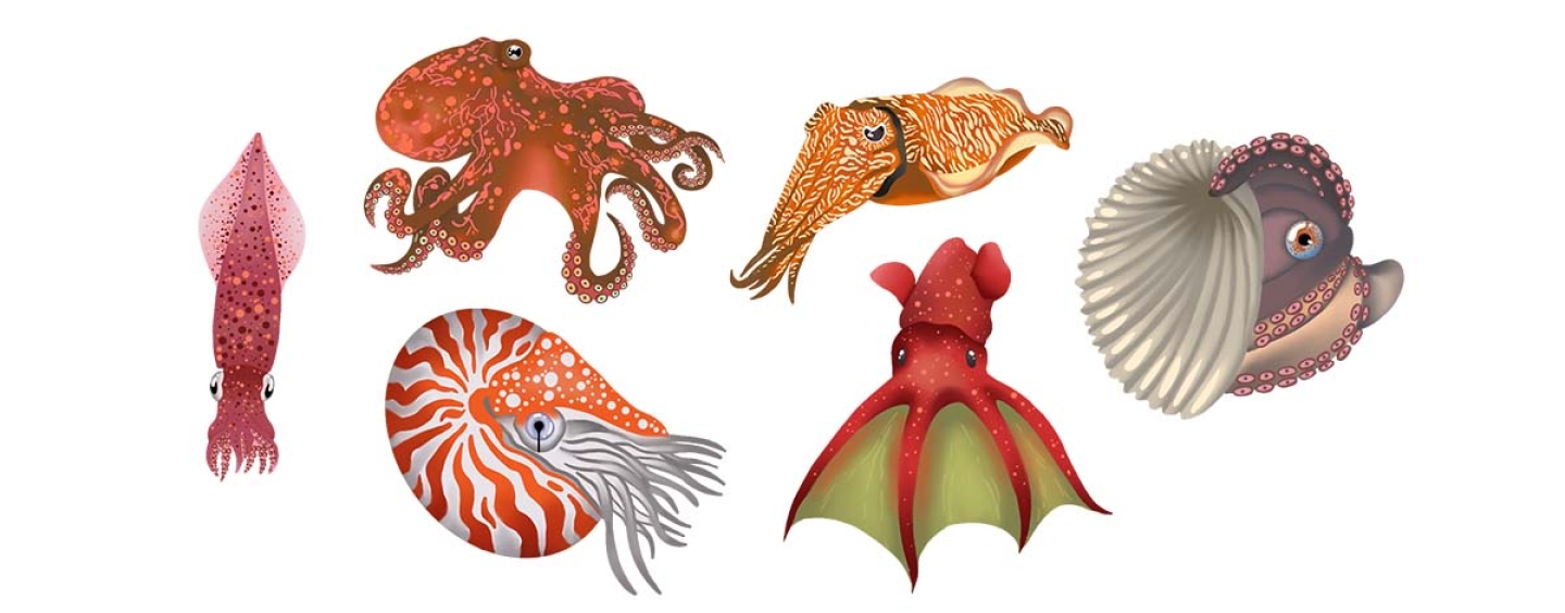 Illustration of six cephalopods