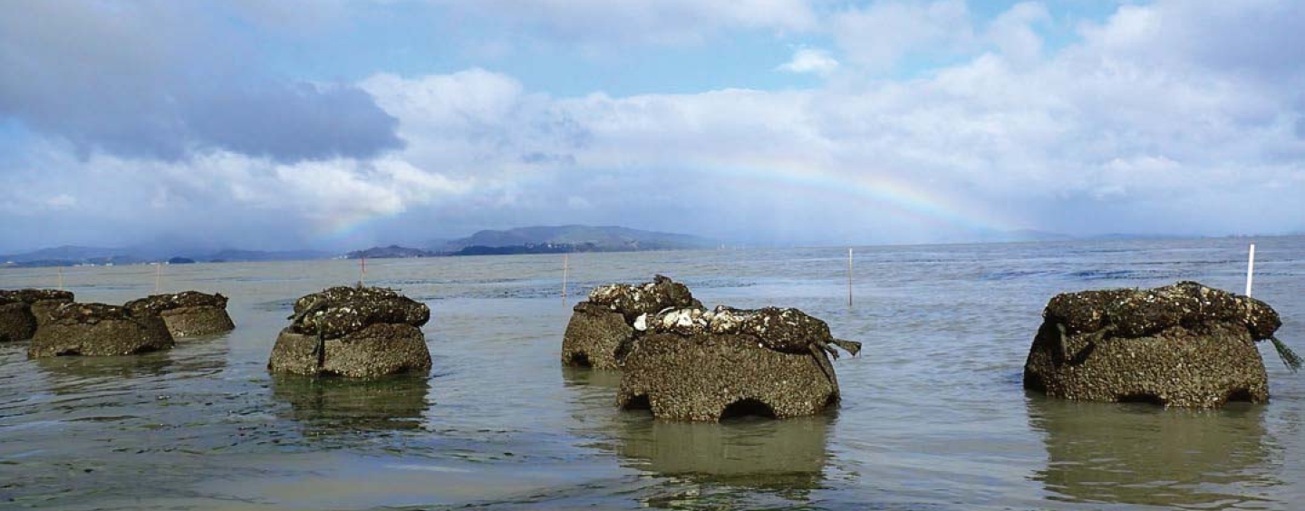 Oyster reef structures during an extreme low tide 