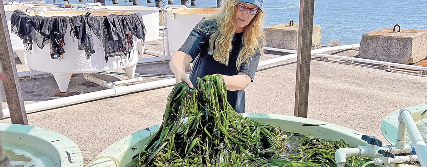 Kathy Boyer holds pulls eelgrass from a bay water tank at the EOS Center