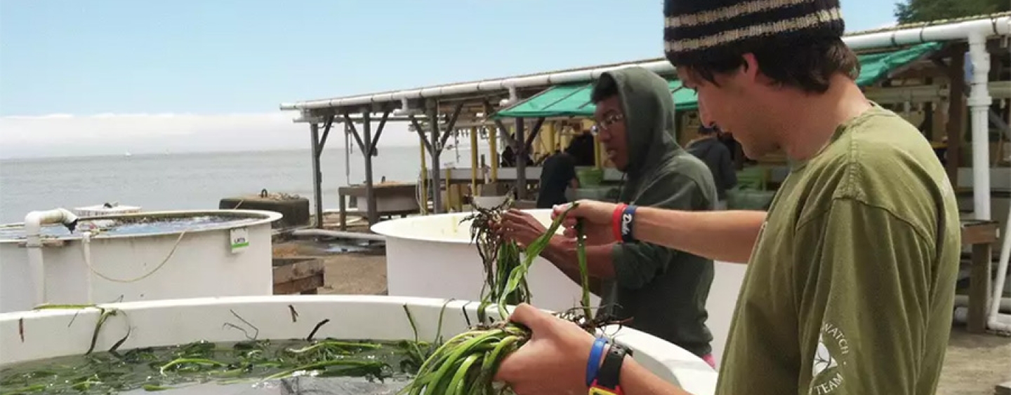 students examine eelgrass in research tanks at EOS Center