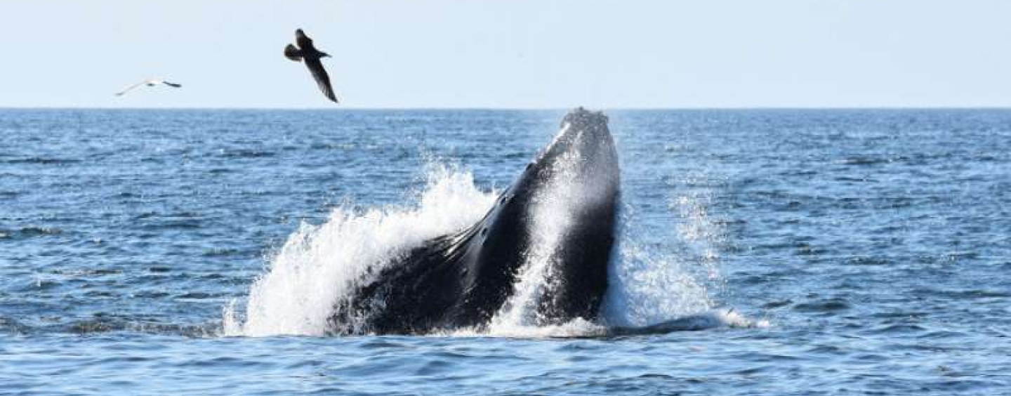 A humpback whale lunge feeding on anchovies