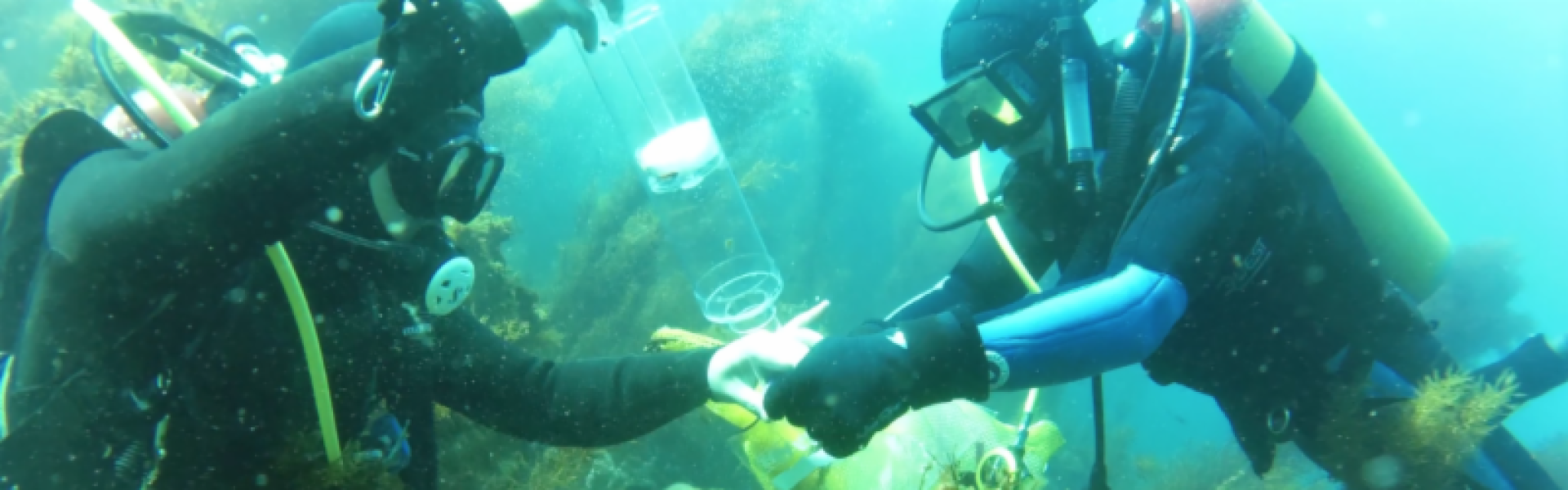 two divers underwater with collection tube