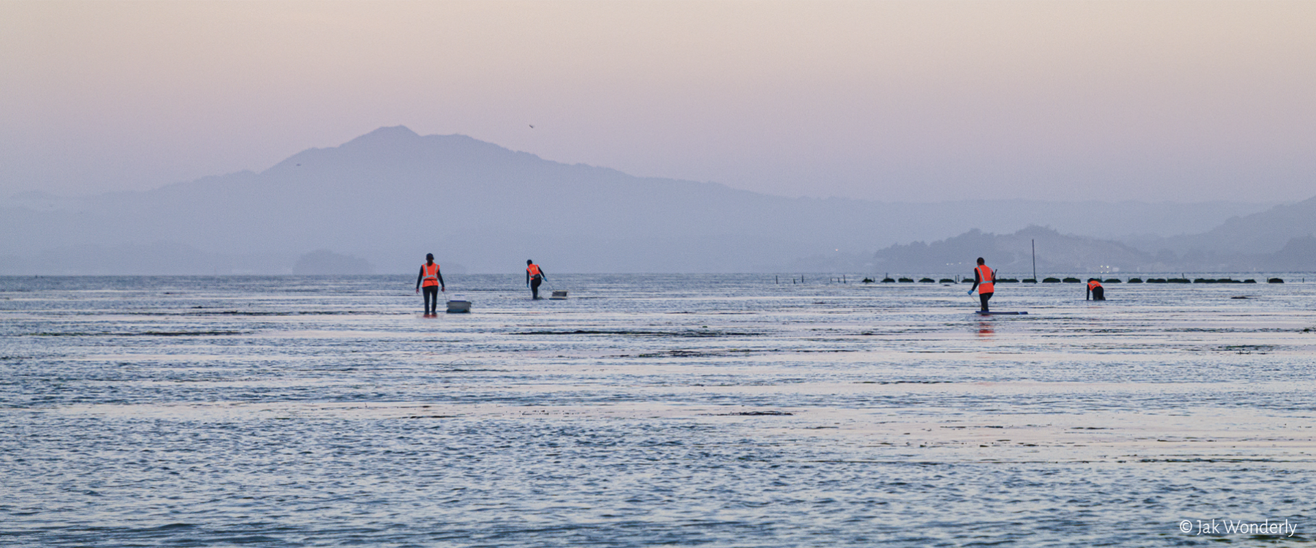 researchers performing eelgrass field work in the bay