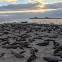 seals on beach at sunset