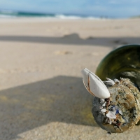 bottle with attached barnacles on a beach