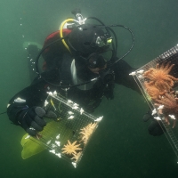 SCUBA diver collecting sea stars