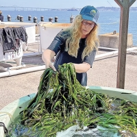 Kathy Boyer holds pulls eelgrass from a bay water tank at the EOS Center