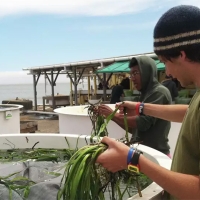 students examine eelgrass in research tanks at EOS Center