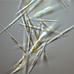 Pseudo-nitzschia diatom cells under a microscope