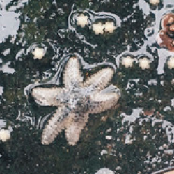 six rayed sea star on rock surrounded by tiny offspring
