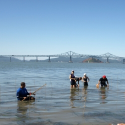 researchers in wetsuits standing in the bay planting eelgrass