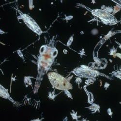 microscope view of a mix of plantkon