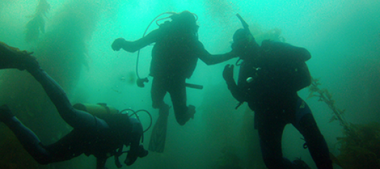 three SCUBA divers in a kelp forest