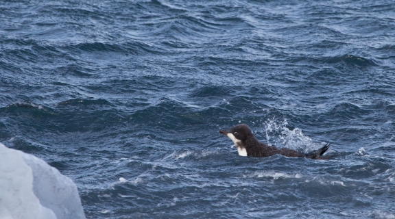 fledgling penguin at sea