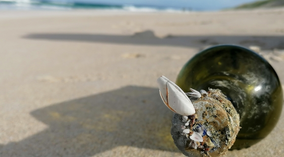 bottle with attached barnacles on a beach