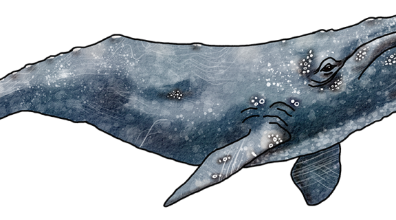 gray whale watercolor