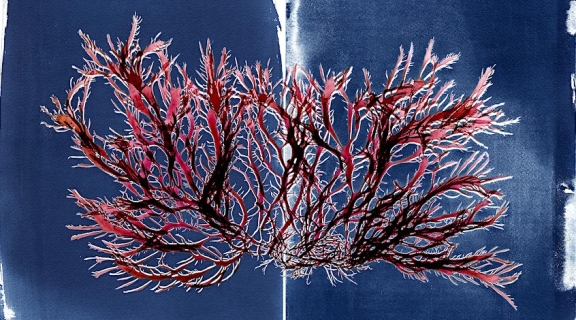 red algae cyanotype