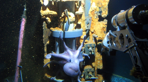 octopus on deep sea structure