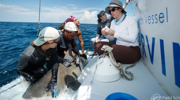 scientists tag a shark