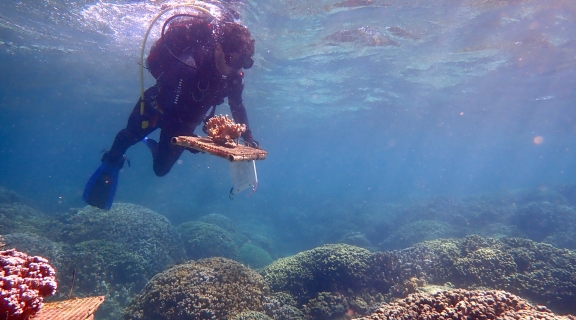 diver holding board with live coral above coral reef