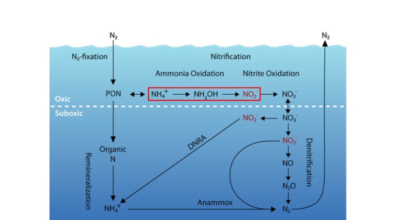 graphic of the nitrogen cycle