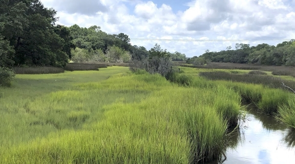 salt marsh with creek and trees