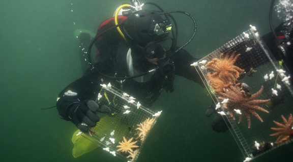 SCUBA diver collecting sea stars