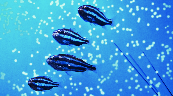 four biolumenescent fish 