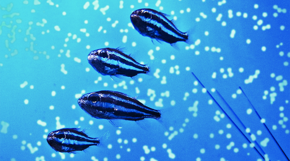 four biolumenescent fish