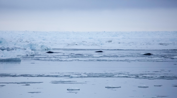 bowhead whales in icy waters