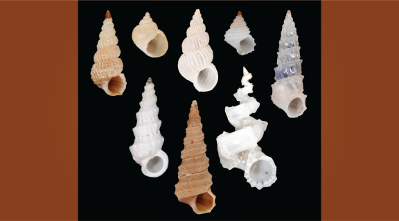 wentletrap shells