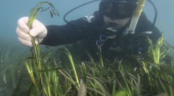 scuba diver underwater with eelgrass