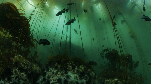 sea urchins feeding in kelp forest
